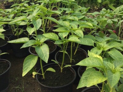 Poljoprivredna i veterinarska škola Osijek- sadnice