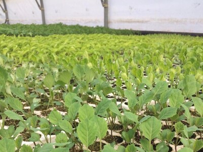 Poljoprivredna i veterinarska škola Osijek- sadnice