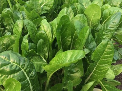 Poljoprivredna i veterinarska škola Osijek- sadnice