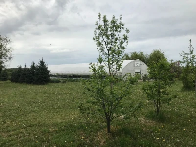 Poljoprivredna i veterinarska škola Osijek- sadnice