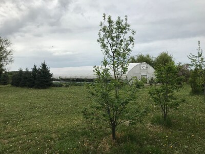 Poljoprivredna i veterinarska škola Osijek- sadnice