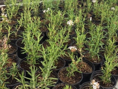 Poljoprivredna i veterinarska škola Osijek- sadnice