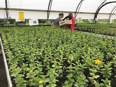 Poljoprivredna i veterinarska škola Osijek- sadnice