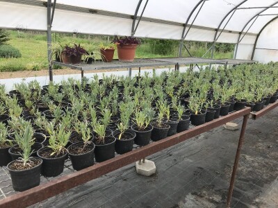 Poljoprivredna i veterinarska škola Osijek- sadnice