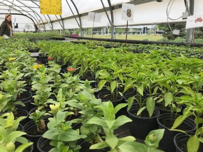 Poljoprivredna i veterinarska škola Osijek- sadnice