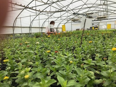 Poljoprivredna i veterinarska škola Osijek- sadnice