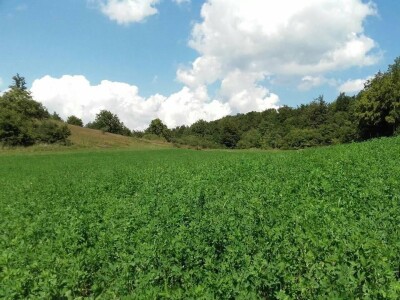 Poljoprivredna na potpomognutim područjima