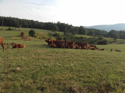 Poljoprivredna na potpomognutim područjima