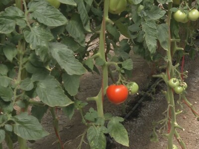 Poljoprivredna škola sa Domom učenika Valjevo