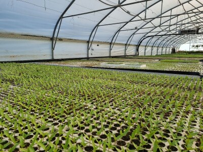 Poljoprivredna škola- sadnice