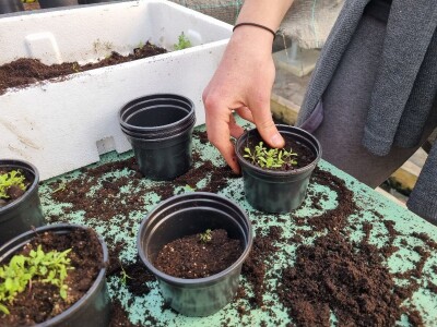 Poljoprivredna škola- sadnice