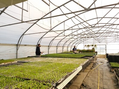 Poljoprivredna škola- sadnice