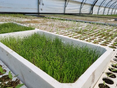 Poljoprivredna škola- sadnice