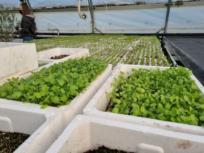 Poljoprivredna škola- sadnice