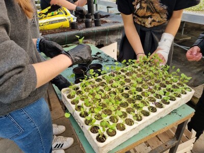 Poljoprivredna škola- sadnice