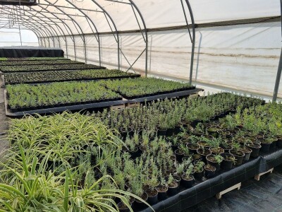 Poljoprivredna škola- sadnice