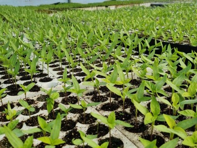 Poljoprivredna škola- sadnice