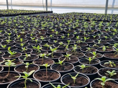 Poljoprivredna škola- sadnice