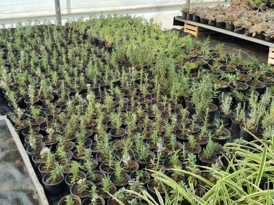 Poljoprivredna škola- sadnice