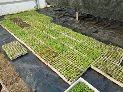 Poljoprivredna škola- sadnice