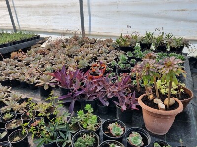 Poljoprivredna škola- sadnice