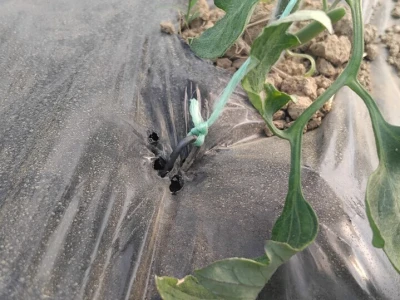 Poljoprivredna zadruga "Agroneven"