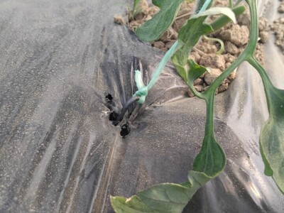 Poljoprivredna zadruga "Agroneven"