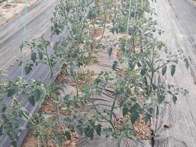 Poljoprivredna zadruga "Agroneven"