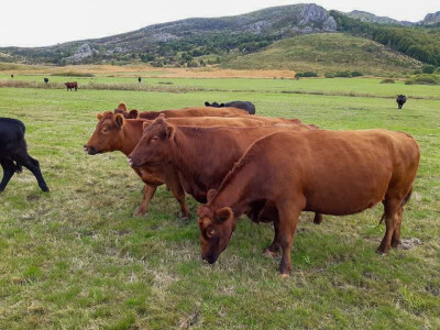 Poljoprivredna zadruga "Gvozno"