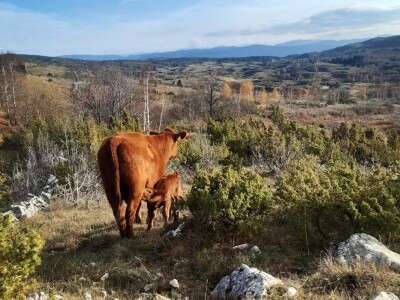 Poljoprivredna zadruga "Gvozno"