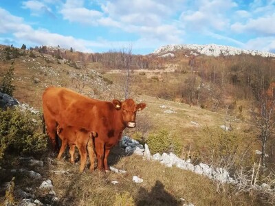 Poljoprivredna zadruga "Gvozno"