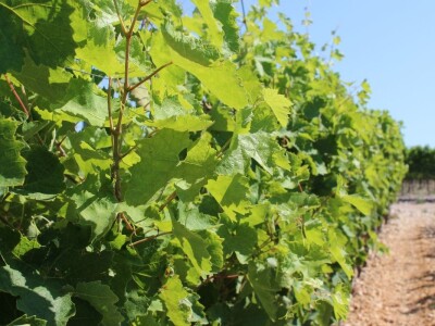 Poljoprivredna zadruga Masvin, Polača