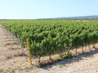 Poljoprivredna zadruga Masvin, Polača