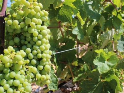 Poljoprivredna zadruga Masvin, Polača