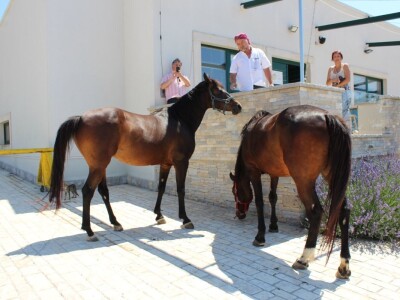 Poljoprivredna zadruga Masvin, Polača