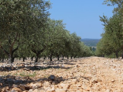 Poljoprivredna zadruga Masvin, Polača