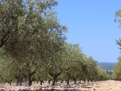 Poljoprivredna zadruga Masvin, Polača