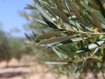 Poljoprivredna zadruga Masvin, Polača