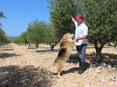 Poljoprivredna zadruga Masvin, Polača