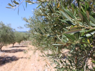 Poljoprivredna zadruga Masvin, Polača