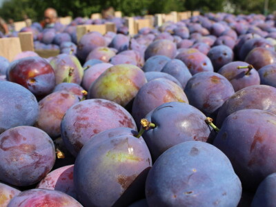 Poljoprivredna zadruga PMG-VIP Poljoprivredna zadruga PMG-VIP