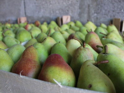 Poljoprivredna zadruga PMG-VIP Poljoprivredna zadruga PMG-VIP