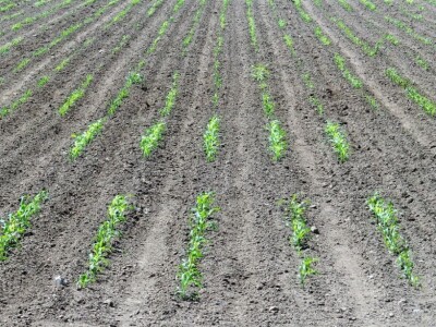 Poljoprivredni Institut Osijek, Dan polja pšenice i ječma, 5. 6. 2019.