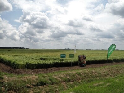 Poljoprivredni Institut Osijek, Dan polja pšenice i ječma, 5. 6. 2019.