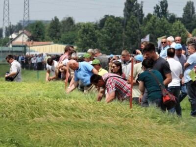 Poljoprivredni Institut Osijek, Dan polja pšenice i ječma, 5. 6. 2019.