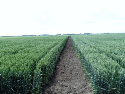 Poljoprivredni Institut Osijek, Dan polja pšenice i ječma, 5. 6. 2019.