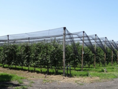 Poljoprivredni Institut Osijek Voćni rasadnik: Dani otvorenih vrata!