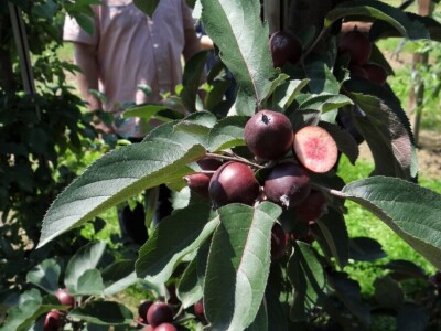 Poljoprivredni Institut Osijek Voćni rasadnik: Dani otvorenih vrata!