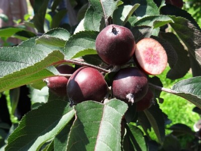 Poljoprivredni Institut Osijek Voćni rasadnik: Dani otvorenih vrata!