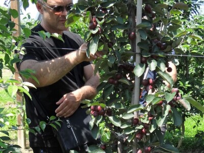 Poljoprivredni Institut Osijek Voćni rasadnik: Dani otvorenih vrata!